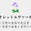 ヴァイオレットエヴァーガーデンという名前の意味は？直訳・名付けた人・花言葉についても解説